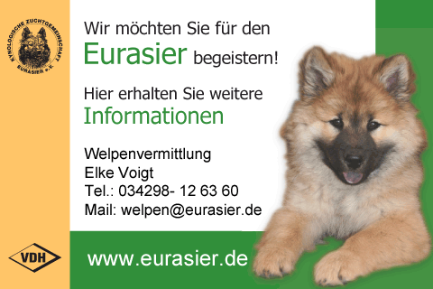 Eurasier Eurasier