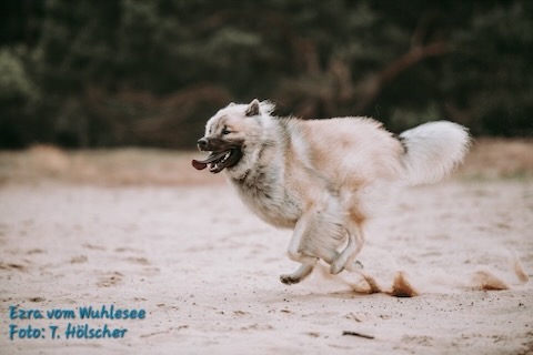 Eurasier